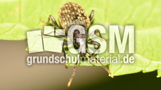 Gefurchter Dickmaulrüssler (6).jpg